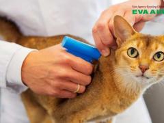 Mang chó mèo lên máy bay quốc tế EVA Air - Hướng dẫn chi tiết